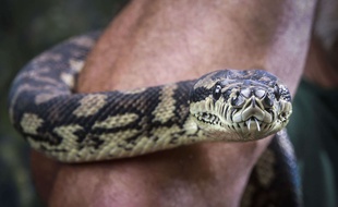 Un python (illustration).