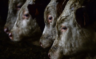 Des vaches (mais sans hublots). (illustration)