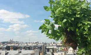 Les herbes aromatiques avec la start-up Aéromate poussent sur les toits de Paris (Illustration).