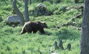 Un ours dans les Pyrenees-Orientales.