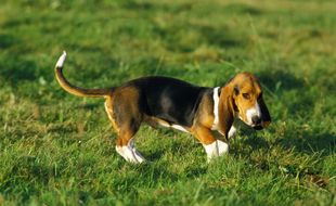 Illustration d'un chien de race basset artésien normand