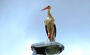 Illustration d'une cigogne sur un lampadaire