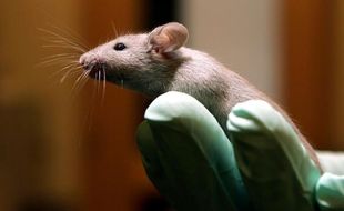 Souris de laboratoire, illustration.