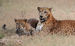 Des léopards dans le parc de Yala, au Sri Lanka, le 21 mars 2013.