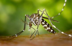 Un cas de dengue détecté, la démoustication est en marche à Strasbourg