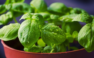 Strasbourg: Le Pousse-Légume, un potager encastrable à installer entre le four et le frigo dans votre cuisine (Illustration)