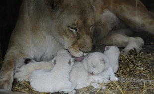 Cinq lionceaux blancs sont nés dimanche au zoo d'Amnéville