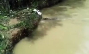 Des hommes jettent un chat vivant en pâture à des crocodiles au Pérou.
