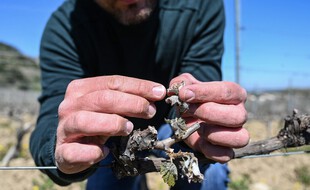 Le gel tardif a dévasté une partie des récoltes françaises, comme ici chez un vigneron ardéchois.