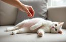 Ce geste qui se veut affectueux transforme instantanément votre chat calme en boule de nerfs