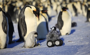Pour pouvoir approcher les manchots empereurs, les chercheurs ont camouflé le véhicule téléguidé (ou rover) avec un faux poussin, qui parvient à sintroduire dans une «crèche».