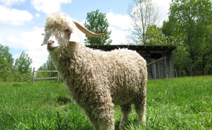 Une chèvre angora, à partir de laquelle est conçue la laine mohair.
