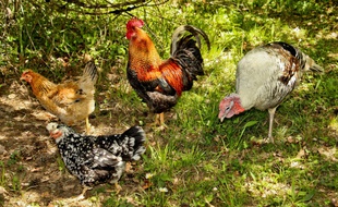 Un coq au milieu des poules. (illustration)