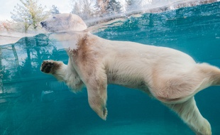 A l'espace Grand Nord du zoo de Mulhouse.