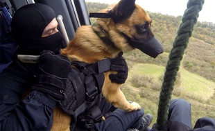 Un chien du GIGN.