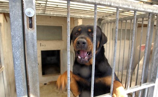 Franche-Comté: Après avoir mordu des gendarmes, deux rottweillers se font euthanasier. (Illustration)