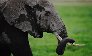 Deux défenses d'éléphant avaient été proposées à la vente (illustration)