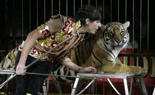 Le dresseur de fauves Frédéric Edelstein se produit le 27 décembre 2005 sous le chapiteau du Cirque Pinder-Jean Richard.