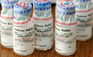 Des vaccins anti-rabiques utilisés à Taïwan.