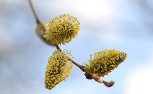 Nantes le 05/03/2012 Une branche de saule