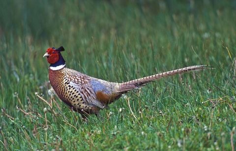 Un concours de chasse suspendu dans les Landes pour maltraitance animale