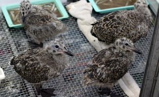 En raison de l'afflux de goélands juvéniles, la station LPO de l'Île Grande n'a plus de place pour accueillir des oiseaux plus prioritaires.
