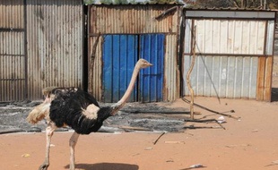 Une autruche dans une rue désertée de Bentiu au Soudan du Sud, localité tenue par l'armée, le 12 janvier 2014