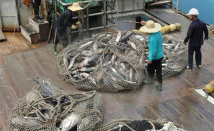 La pêche illégale au thon dans le Pacifique représente jusqu'à 664 millions d'euros par an, selon une étude publiée le 15 mars 2016 par l'Agence du forum de pêches