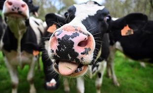 Les vaches aussi ont soif pendant la canicule.
