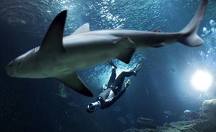 Pierre Frolla plonge avec les requins de l'Aquarium de Paris, le 11 novembre 2012.