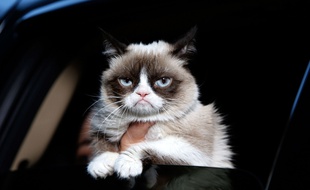 Grumpy Cat tire la tête à New York, le 15 octobre 2013.