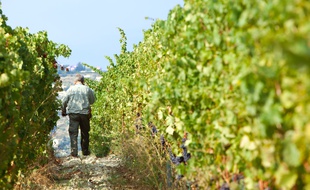 Les vignes de Bellet et ses domaines dominent la ville de Nice.