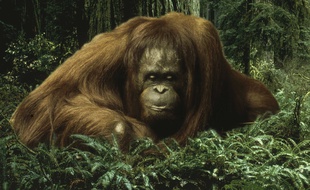 Un orang-outan