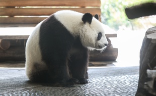Meng Meng, la femelle panda du zoo de Berlin, est enceinte.