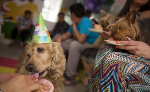 Une Dog's party, anniversaire pour chien, organisé à Mexico.