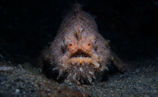 Pas de panique, vous avez peu de chances de tomber sur un poisson-grenouille au fin fond des océans.