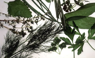 Des herbes aromatiques (Illustration).