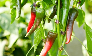 Du piment de Cayenne.