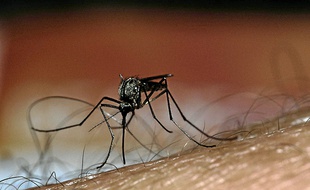 La dengue, véhiculée par un moustique, fait entre 15 et 20 000 morts par an.