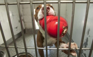 Un pitbull dans un refuge.