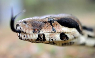 Un boa constrictor
