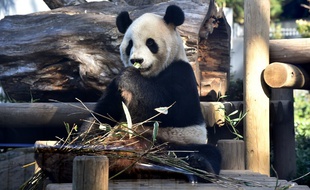 Riri, le panda géant mâle du zoo de Tokyo.