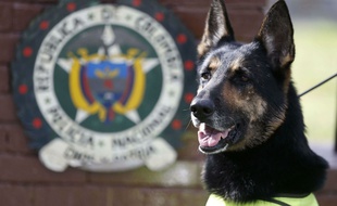 Sombra, une chienne renifleuse de drogues, menacée par les cartels de drogue en Colombie.