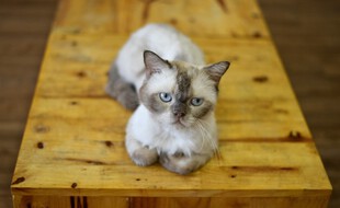 Les chats sont sensibles au coronavirus, mais présentent peu de symptômes.