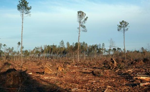 Le massif des Landes après le passage de la tempête Klaus en 2009