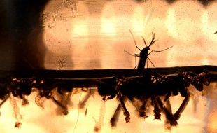 Aedes aegypti est une espèce de moustique qui est le vecteur principal de la dengue, de la zika et du chikungunya