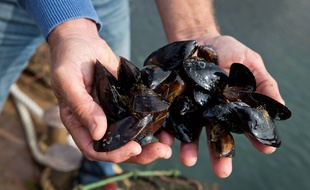 Des moules cultivées en Crimée (image d'illustration).