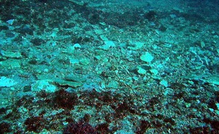 Du corail brisé en morceaux après le passage d'un cargo au-desus de la Grande barrière de corail, le 3 avril 2010