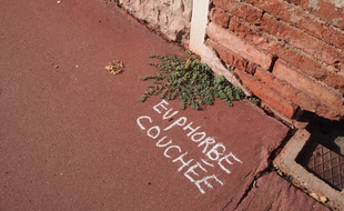 Boris Presseq a réalisé son opération d'inscription des noms de plantes dans plusieurs quartiers de Toulouse.