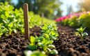 Pourquoi semer la mâche début août transforme vos salades d’automne : astuces et récolte garantie pour jardiniers débutants